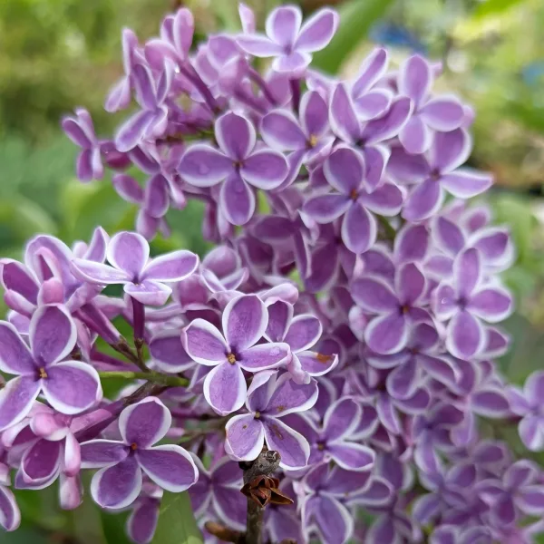  • ХВОЯ24