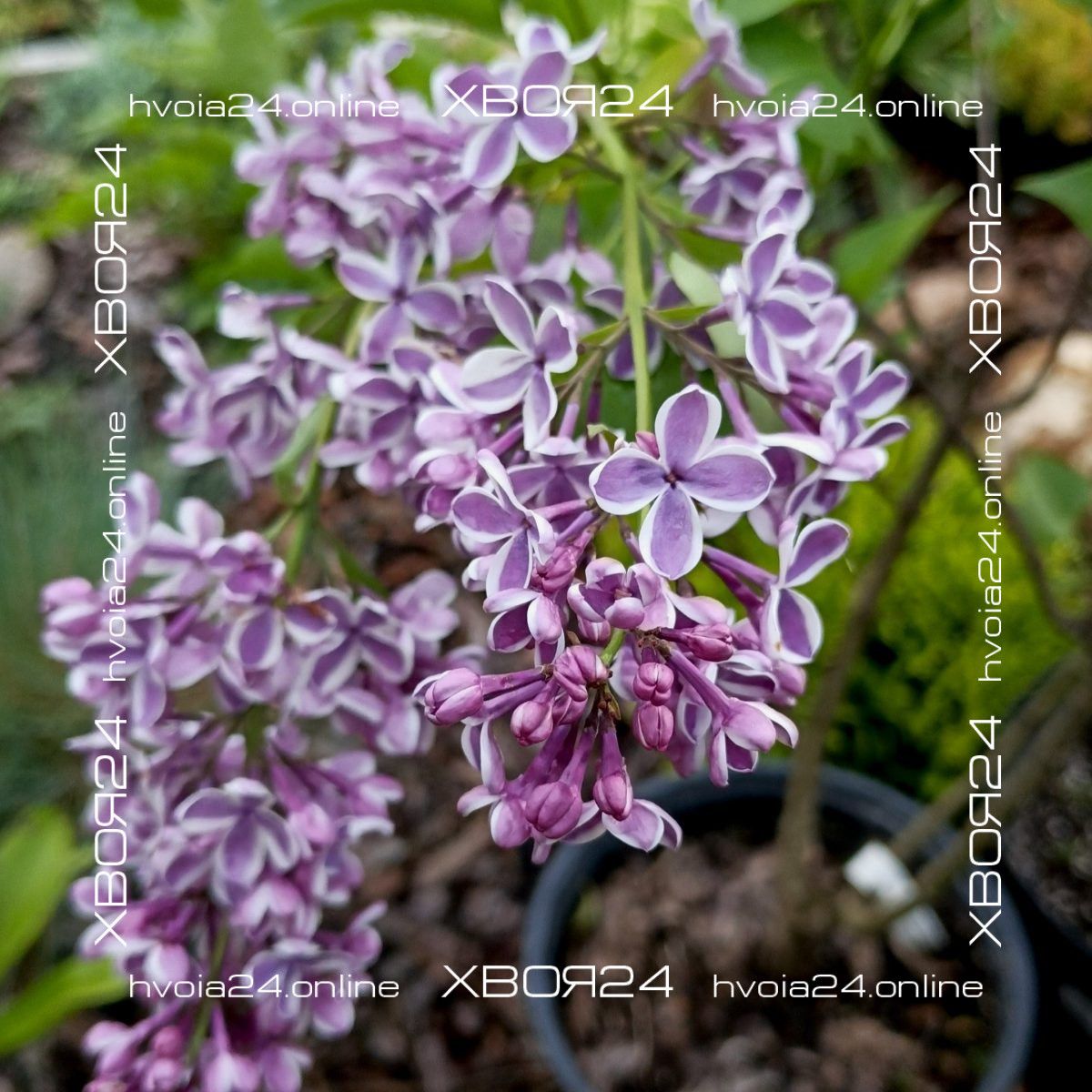  • ХВОЯ24
