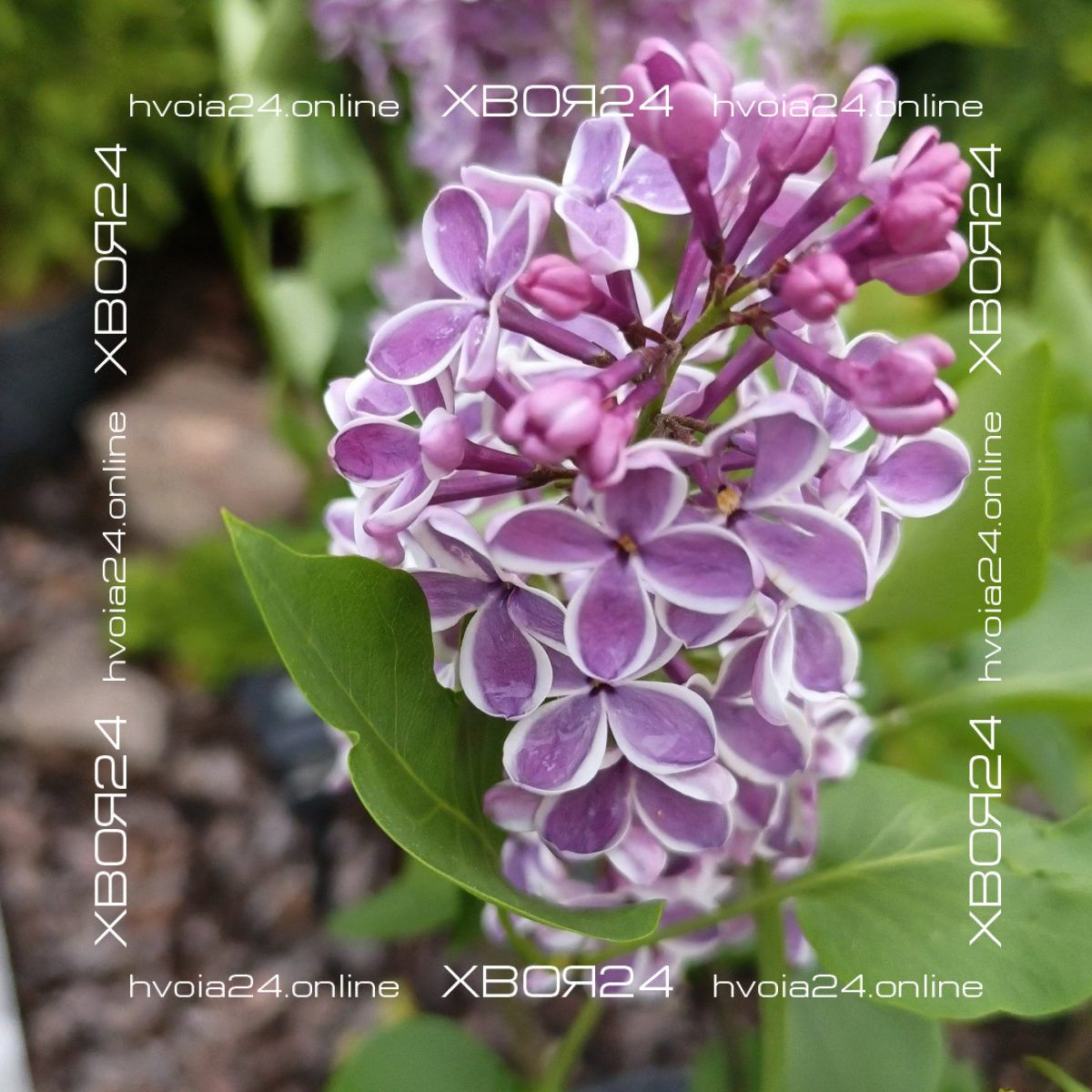  • ХВОЯ24