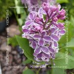 Сирень Сенсация — изображение 3