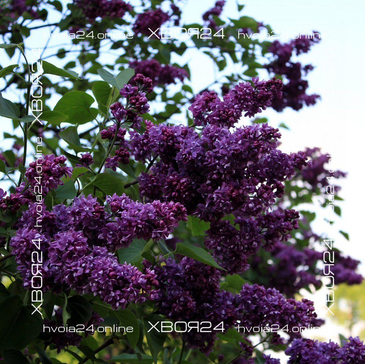 • ХВОЯ24