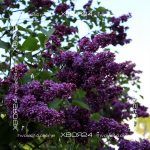 Сирень Огни Донбасса — изображение 3
