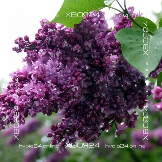  • ХВОЯ24