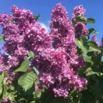  • ХВОЯ24