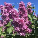 Сирень Огни Донбасса — изображение 5