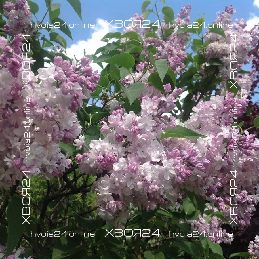  • ХВОЯ24