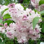 Сирень Красавица Москвы — изображение 4