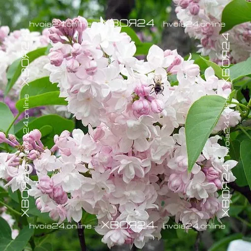  • ХВОЯ24