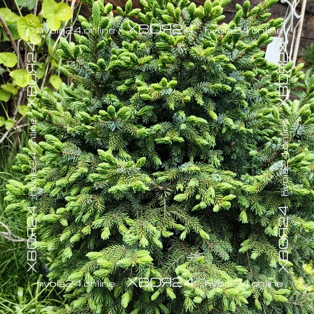  • ХВОЯ24