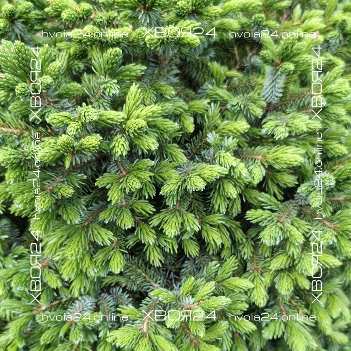  • ХВОЯ24