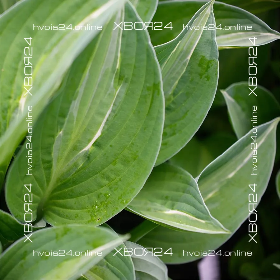  • ХВОЯ24