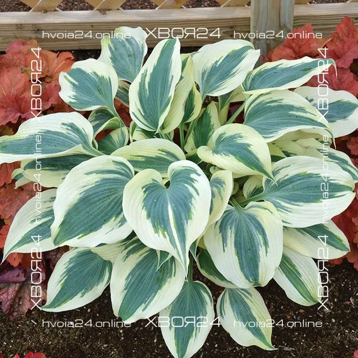  • ХВОЯ24