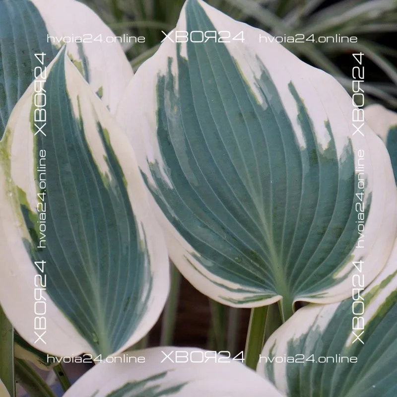  • ХВОЯ24