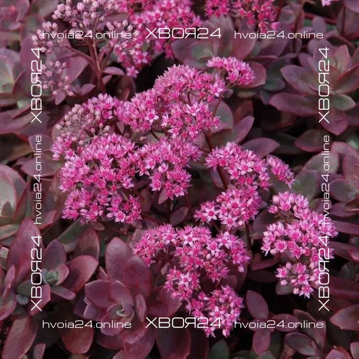  • ХВОЯ24