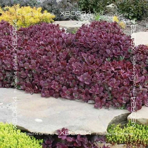  • ХВОЯ24