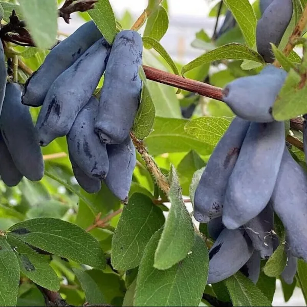  • ХВОЯ24