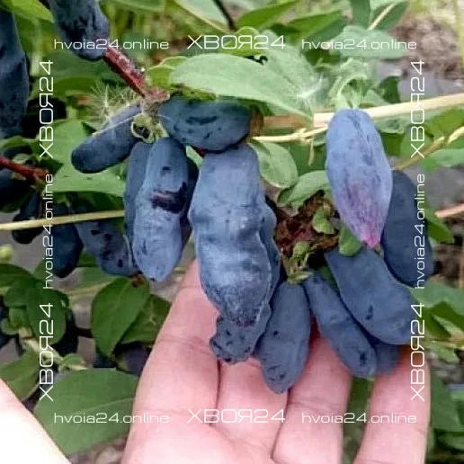  • ХВОЯ24