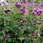 Герань садовая Самобор — изображение 2