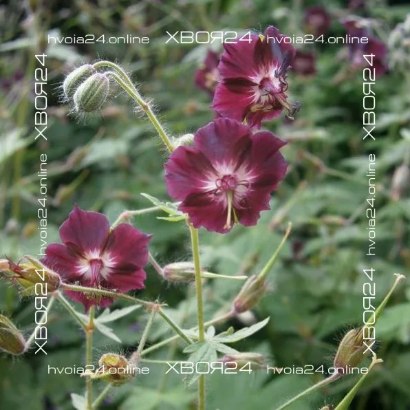 • ХВОЯ24