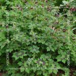 Герань садовая Самобор — изображение 6