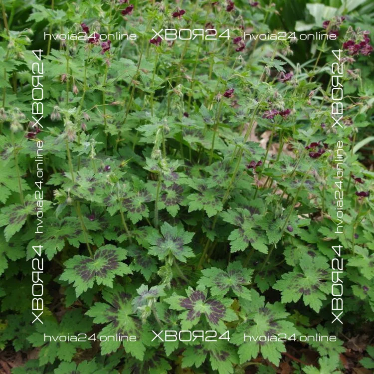  • ХВОЯ24
