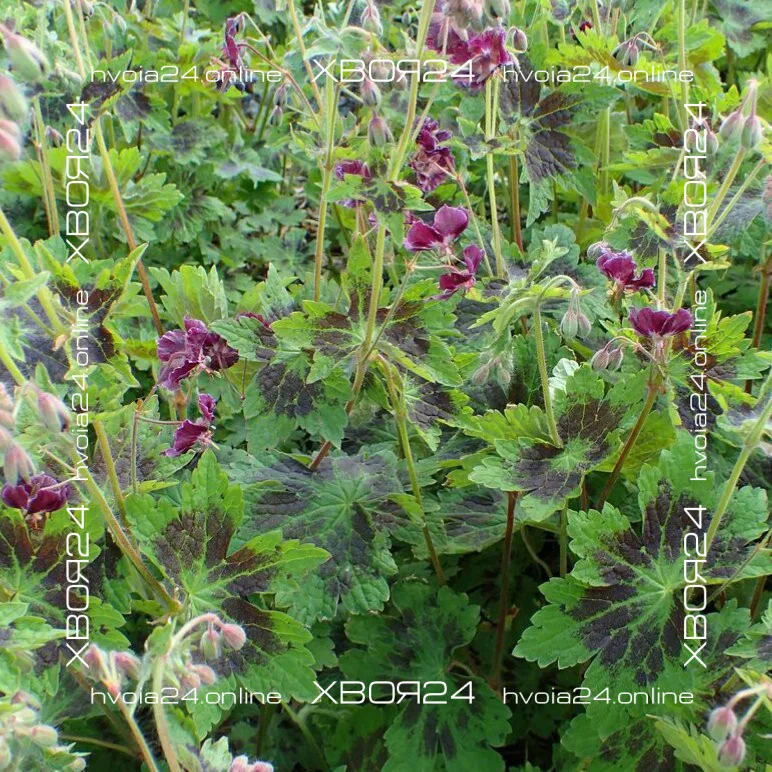  • ХВОЯ24