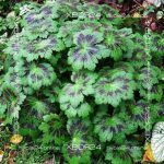 Герань садовая Самобор — изображение 9