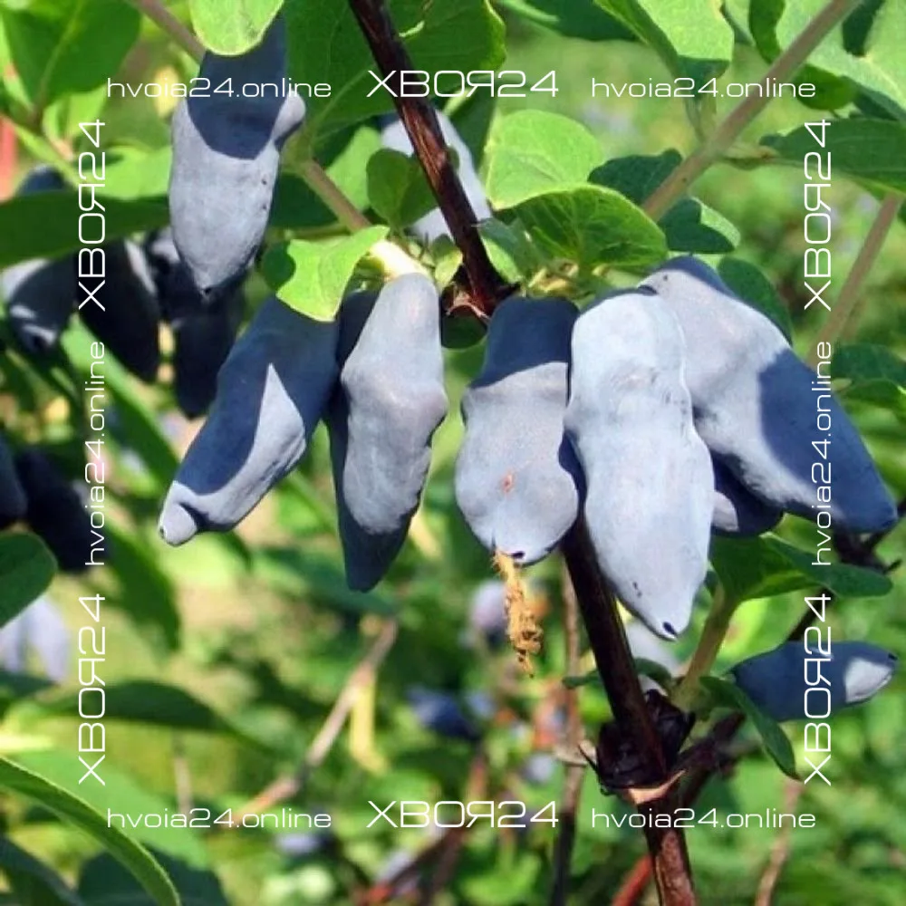  • ХВОЯ24