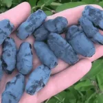  • ХВОЯ24
