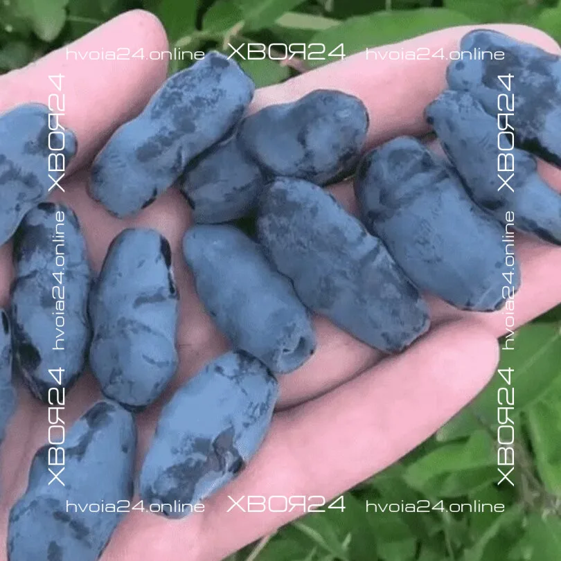  • ХВОЯ24