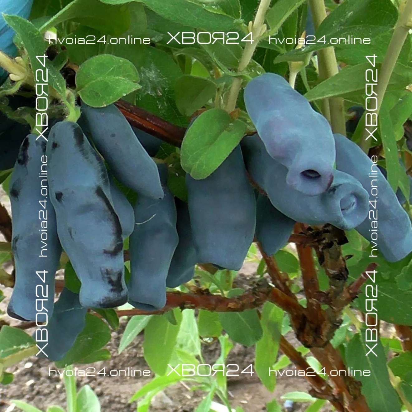  • ХВОЯ24