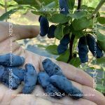Жимолость Бакчарский великан — изображение 4