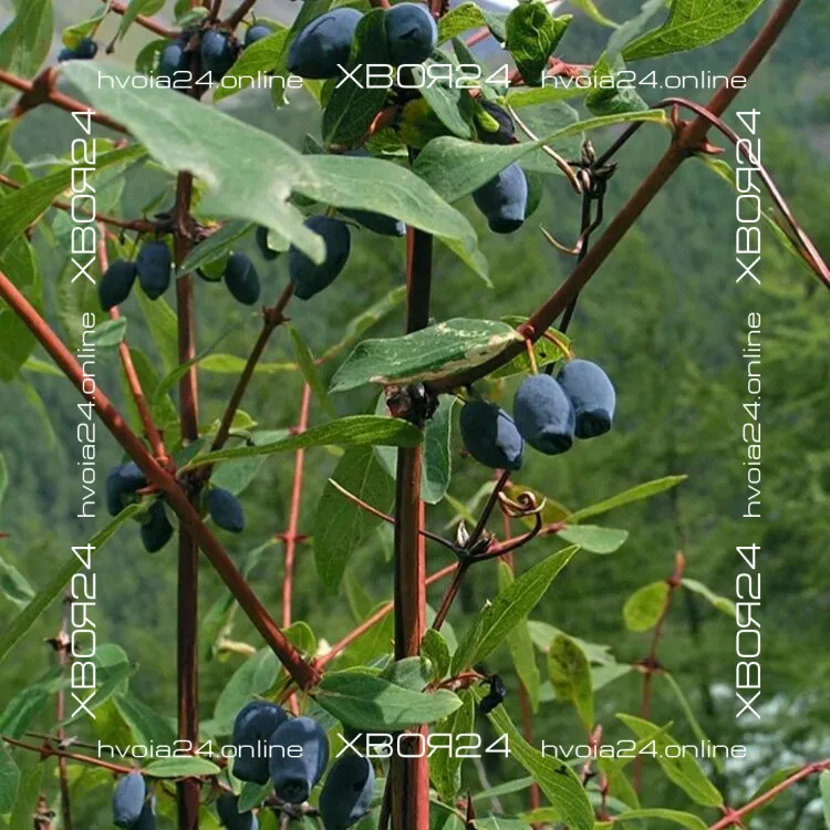  • ХВОЯ24