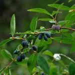  • ХВОЯ24