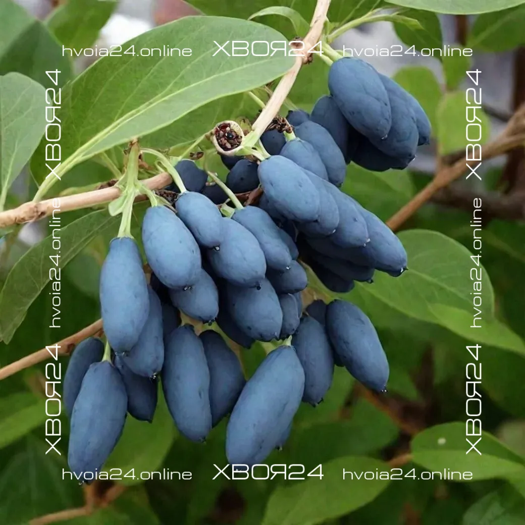  • ХВОЯ24
