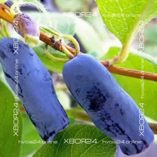  • ХВОЯ24
