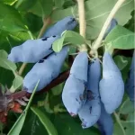  • ХВОЯ24