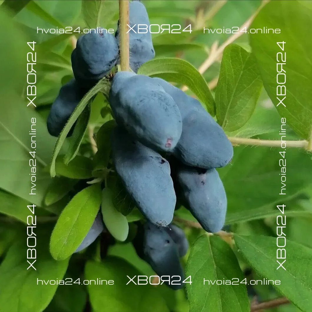  • ХВОЯ24