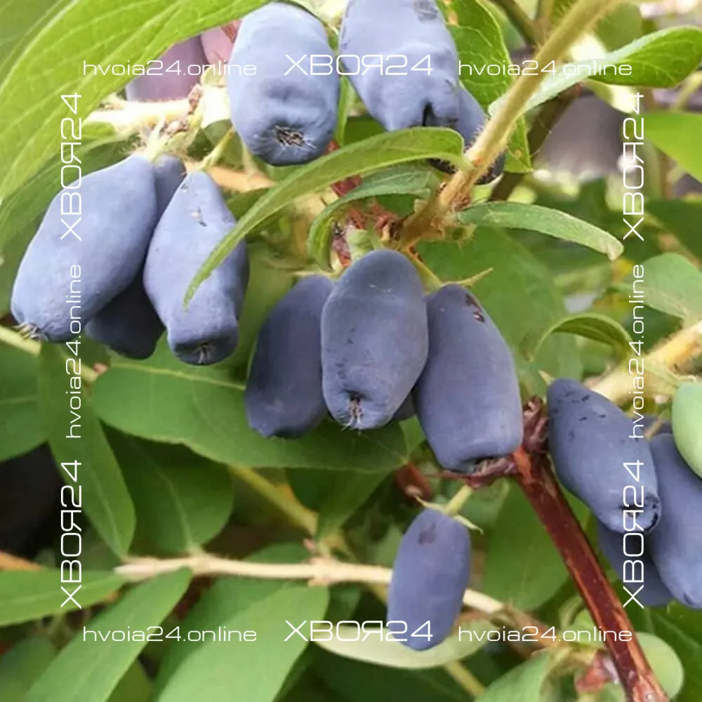  • ХВОЯ24