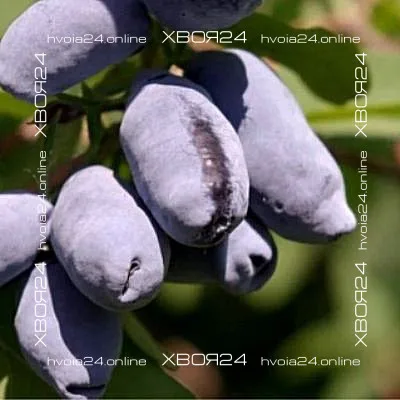  • ХВОЯ24