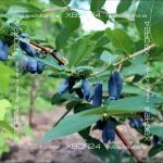 Жимолость Сластена — изображение 6