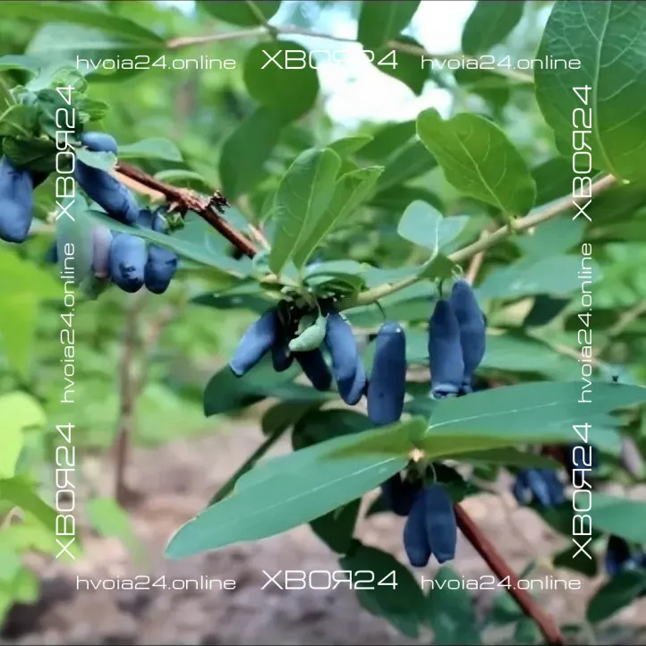  • ХВОЯ24
