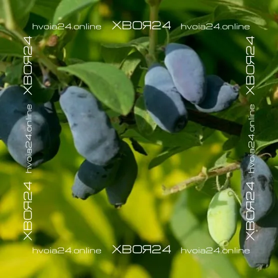  • ХВОЯ24
