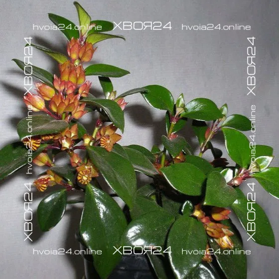  • ХВОЯ24