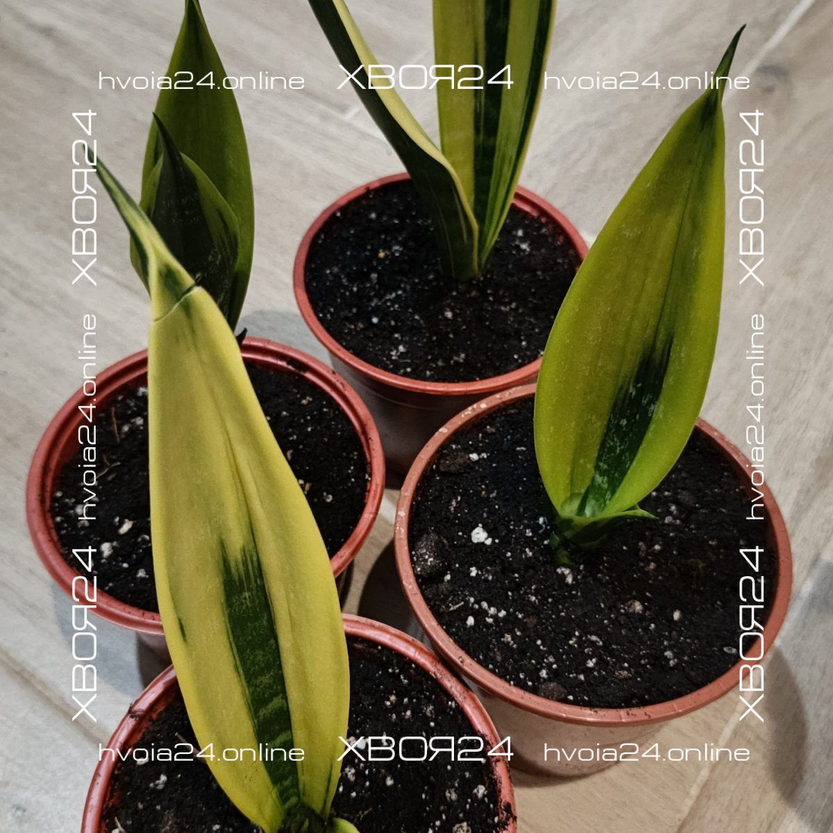  • ХВОЯ24