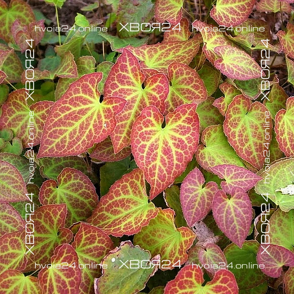  • ХВОЯ24