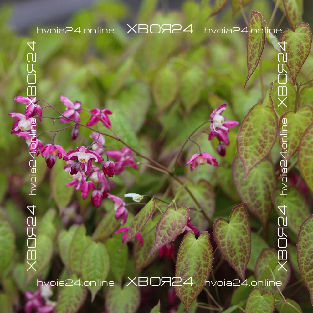  • ХВОЯ24