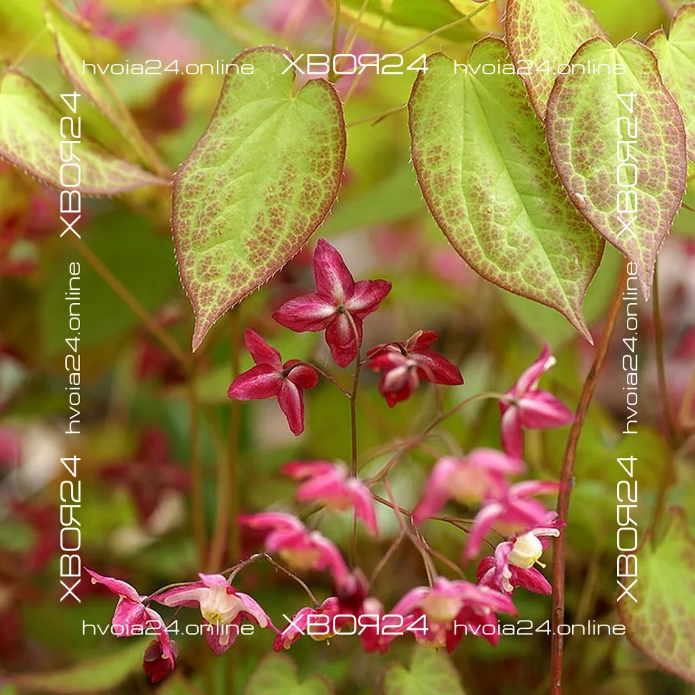  • ХВОЯ24