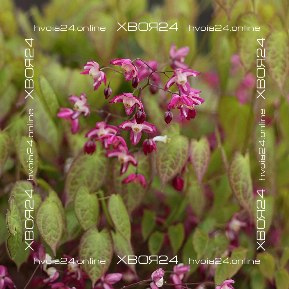  • ХВОЯ24