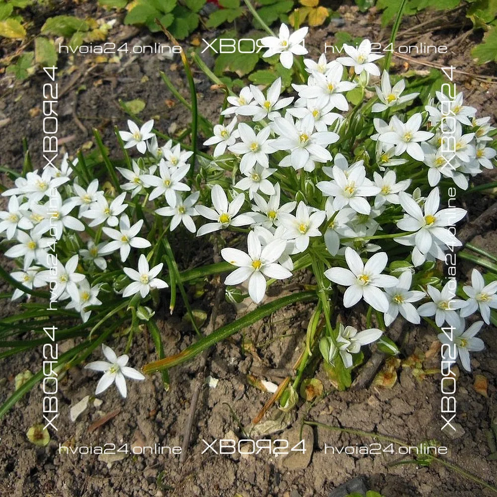  • ХВОЯ24